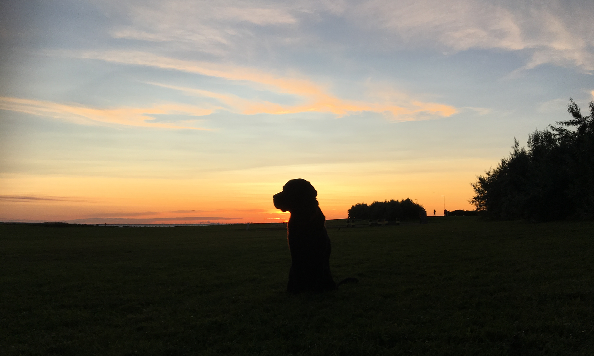 Hund som njuter en stämningsfull solnedgång